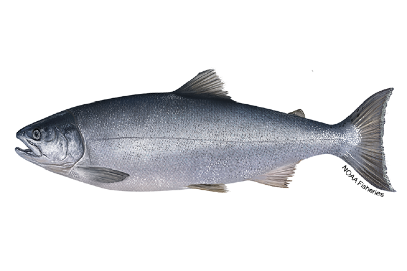 coho salmon