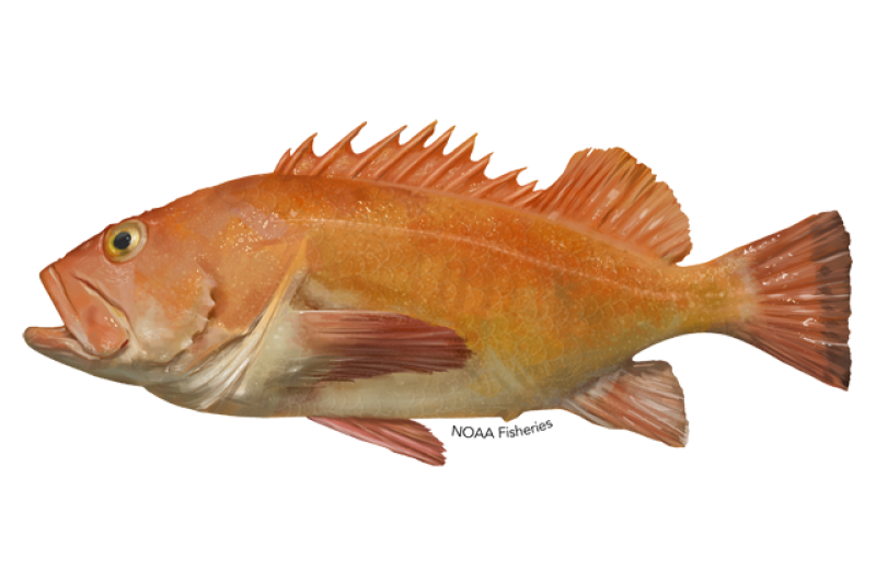yelloweye rockfish